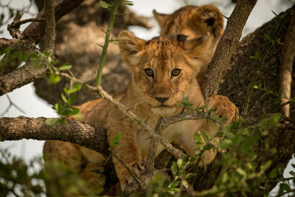 The "Ishasha Lions" Extension