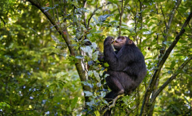 The Chimp Express