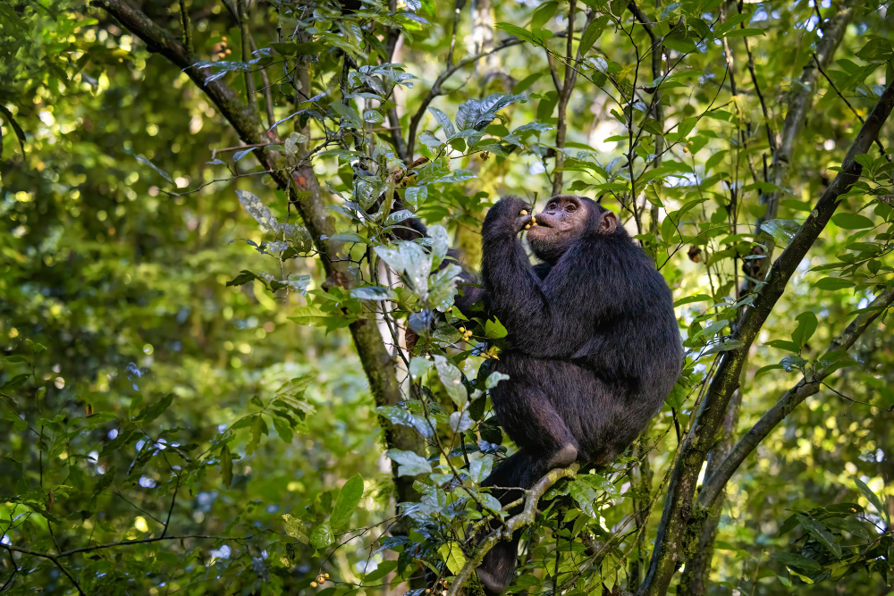 The Chimp Express