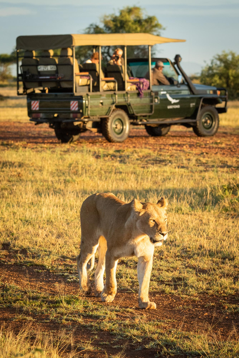 about maudie safaris
