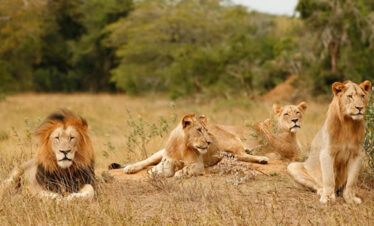 The Savannah Escape