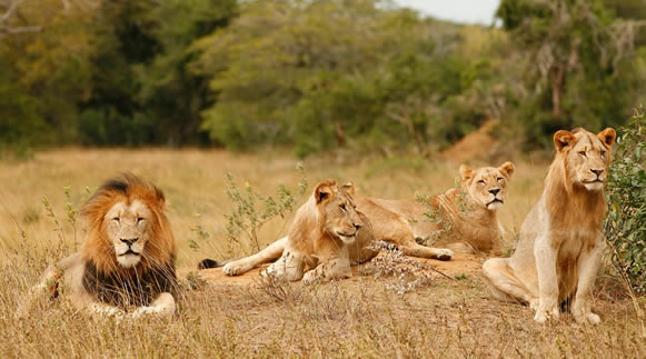 The Savannah Escape
