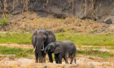 The Elephant Kingdom