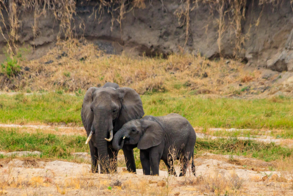 The Elephant Kingdom
