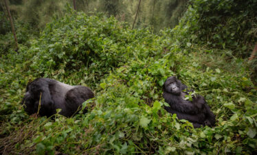 The Primate Express