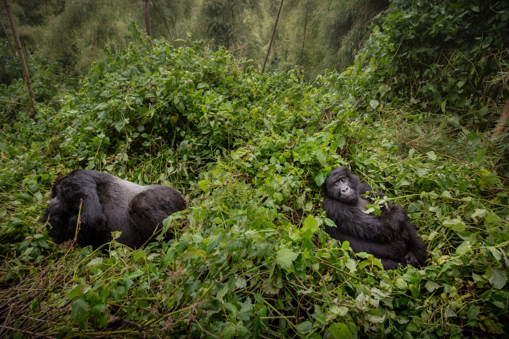 The Primate Express