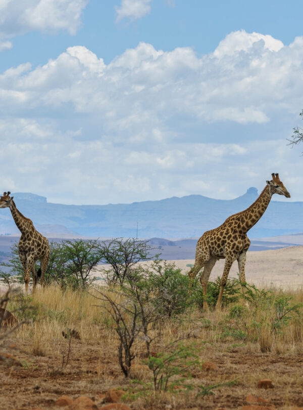 The Northern Frontier & Mara Circuit