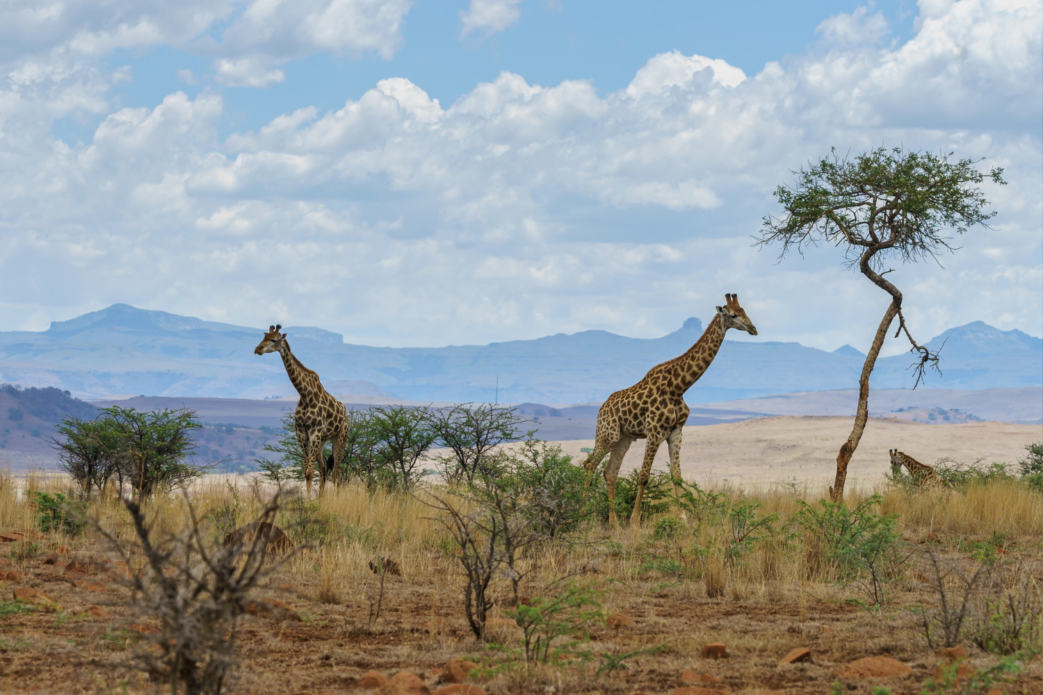 The Northern Frontier & Mara Circuit