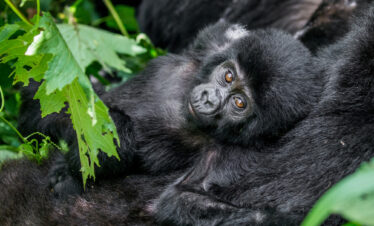 The Gorilla Express