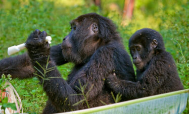 Gorillas & Lake Bunyonyi Relaxation