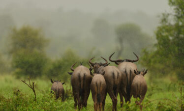 The Migration Trail