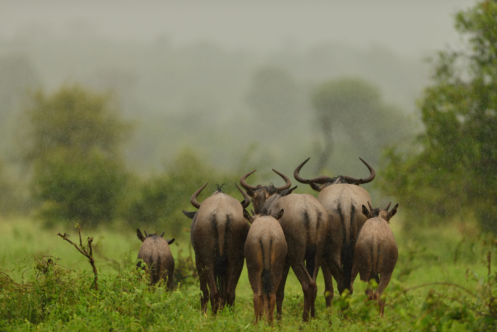 The Migration Trail