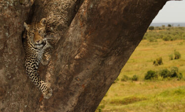 Signature Tarangire "Baobabs & Big Cats