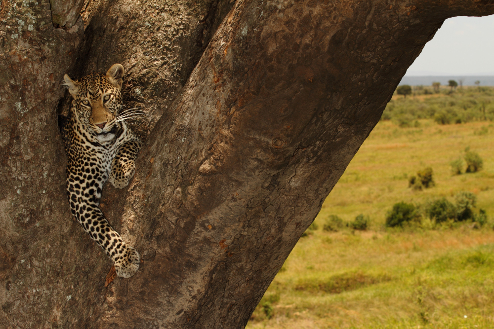 Signature Tarangire "Baobabs & Big Cats
