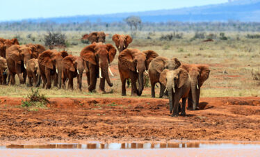THE TSAVO COASTAL EXPRESS