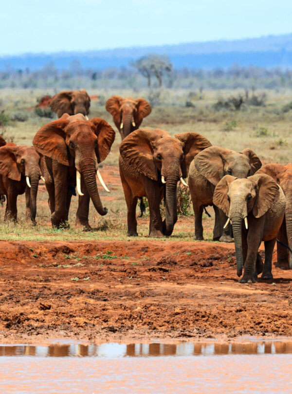 THE TSAVO COASTAL EXPRESS