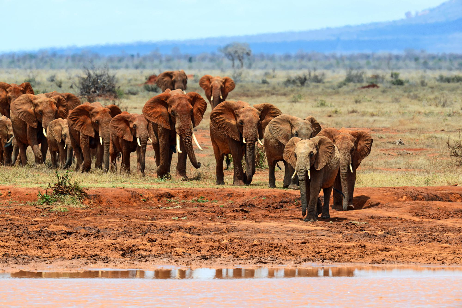 THE TSAVO COASTAL EXPRESS
