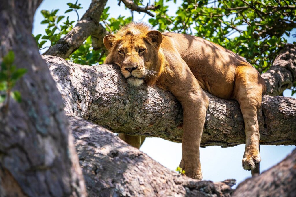 Manyara 3