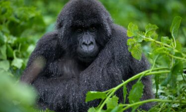 The Primate Encounter