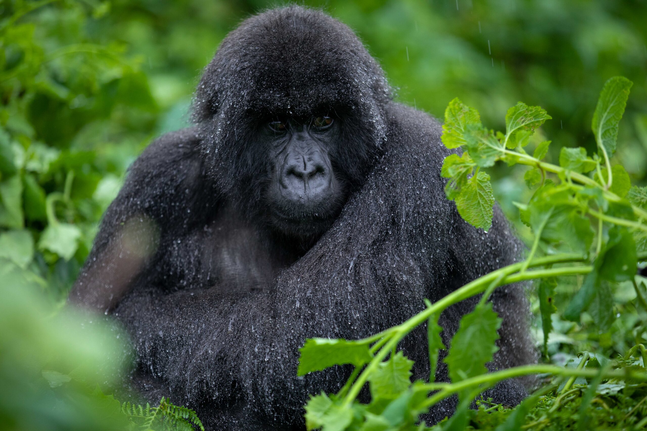 The Primate Encounter