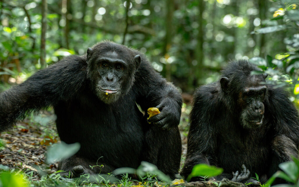 chimp-kibale