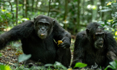 Signature Kibale “Primates & Craters”