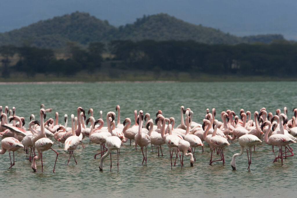 lake naivasha