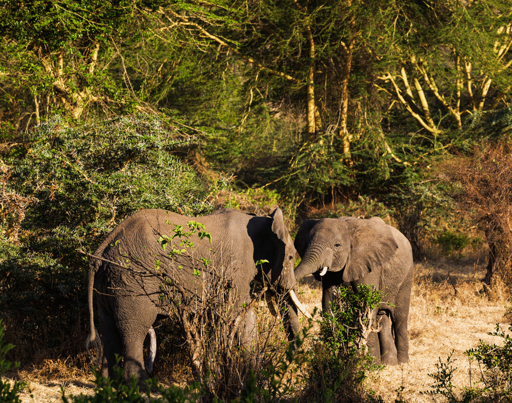 meru national park