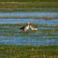 okavango delta