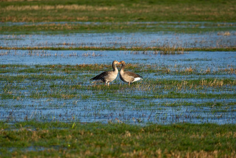 okavango delta