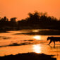 a silhouette of a lioness panthera leo walking a 2026 03 25 03 29 31 utc 85x85