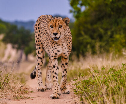 Best African Vacation Packages — How to Plan Without the Overwhelm (2026)