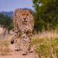 cheetah wild animal in kruger national park south 2026 01 07 02 30 10 utc 85x85